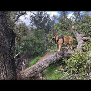 Meet your Posher, Bobby
